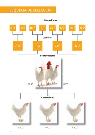 5
Esquema de Selección
ABCDABCD
Reproductores
Abuelos
Líneas Puras
ABCD
Comerciales
A 6
A 6
CD 1AB 6
B 6 C 6
C 6
D 6A 1 B 1
B 1
C 1 D 1
D 1
 