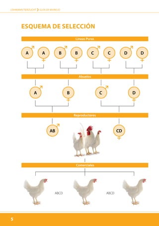 5
LOHMANN TIERZUCHT › guía de manejo
5
Esquema de selección
A
A
AB
A B B
B
C
C
C D D
D
CD
Líneas Puras
Reproductores
Comerciales
Abuelos
ABCDABCD
 