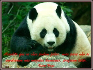 Acredito que os cães podem falar, mas para não se envolverem nas mazelas humanas, preferem latir. Victor Hugo 