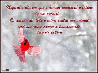 Chegará o dia em que o homem conhecerá o íntimo de um animal.  E, nesse dia, todo o crime contra um animal  será um crime contra a humanidade. Leonardo da Vinci 