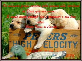 Os animais foram criados pela mesma mão caridosa de Deus que nos criou...  É nosso dever protegê-los e promover o seu bem estar. Madre Teresa de Calcutá 