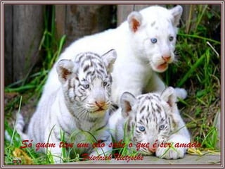 Só quem teve um cão sabe o que é ser amado. Friedrich Nietzsche 