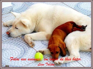 Falai aos animais, em lugar de lhes bater. Leon Tolstoi 
