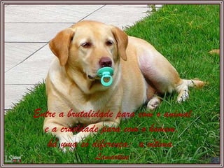 Entre a brutalidade para com o animal e a crueldade para com o homem, há uma só diferença:  a vítima. Lamartine 