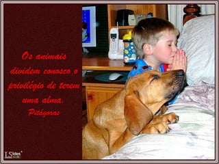Os animais dividem conosco o privilégio de terem uma alma. Pitágoras 