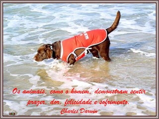 Os animais, como o homem, demonstram sentir prazer, dor, felicidade e sofrimento. Charles Darwin 