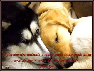 O destino dos animais é muito mais importante para mim do que o medo de parecer ridículo. Émile Zola 