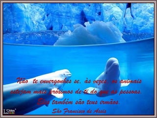 Não  te envergonhes se, às vezes, os animais estejam mais próximos de ti do que as pessoas.  Eles também são teus irmãos. São Francisco de Assis 