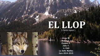 EL LLOP ( Canis lupus ) 
Arnau M. 
Ramon C . 
Ossama R. 
Júlia V. 
1r ESO 
La Salle Manlleu 
Curs 2014-2015 
 