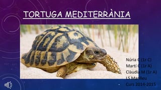 TORTUGA MEDITERRÀNIA 
- Núria C (1r C) 
- Martí C (1r A) 
- Clàudia M (1r A) 
- LS Manlleu 
- Curs 2014-2015 
 