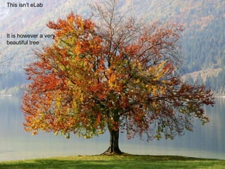 This isn’t eLab It is however a very beautiful tree 