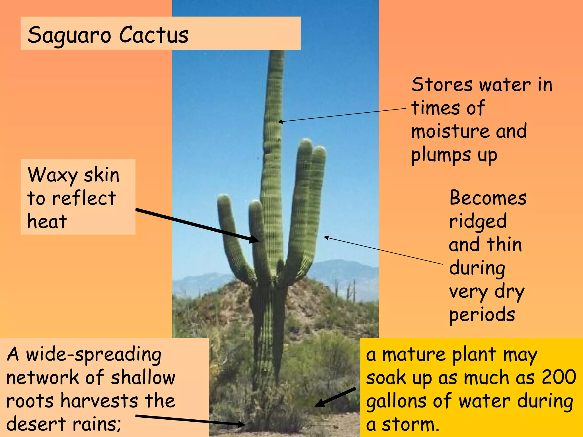 Lsn34 How Do Plants And Animals Adapt To Life | PPT