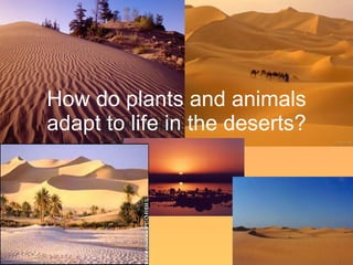 How do plants and animals adapt to life in the deserts? 