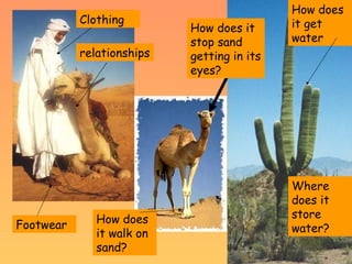 Lsn34 How Do Plants And Animals Adapt To Life | PPT
