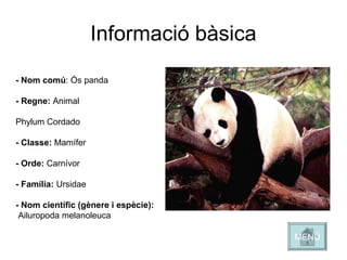 - Nom comú: Ós panda
- Regne: Animal
Phylum Cordado
- Classe: Mamífer
- Orde: Carnívor
- Família: Ursidae
- Nom científic (gènere i espècie):
Ailuropoda melanoleuca
Informació bàsica
MENÚ
 