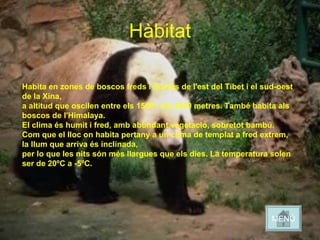 Habita en zones de boscos freds i humits de l'est del Tibet i el sud-oest
de la Xina,
a altitud que oscilen entre els 1500 i els 3000 metres. També habita als
boscos de l'Himalaya.
El clima és humit i fred, amb abundant vegetació, sobretot bambú.
Com que el lloc on habita pertany a un clima de templat a fred extrem,
la llum que arriva és inclinada,
per lo que les nits són més llargues que els dies. La temperatura solen
ser de 20ºC a -5ºC.
Hàbitat
MENÚ
 