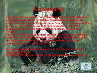 L'ós panda, tot i ser carnívor, no s'alimenta com tal. La seva dieta està
constituida quasi sempre per bambú. Això representa un problema,
perquè el bambú no creix durant tot l'any. Però tot i això, segueix sent un
carnívor i el seu intestí careix de la flora necessària per digerir la
celulosa, per tant no està especialitzat per a una dieta exclusiva
hervíbora.
Per això, no assimila bé el bambú i digereix un 17% del que consumeix,
mentre que un vertader hervíbor digeriria un 80%. Per aquest motiu es
veu obligat a ingerir entre 10 i 20 kg diaris de brots, talls i fulles
d'aquesta planta, un 15-30% del seu pes.
Per la dificultat de conseguir aliment, quan té molta gana, els ossos
s'aproximen a zones
habitades per l'home per menjar les plantes dels jardins, de cultius, etc.
Alimentació
MENÚ
 