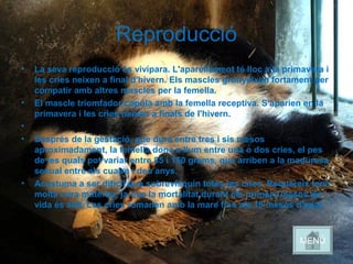 Reproducció
• La seva reproducció és vivípara. L'aparellament té lloc a la primavera i
les cries neixen a final d'hivern. Els mascles grunyeixen fortament per
compatir amb altres mascles per la femella.
• El mascle triomfador copula amb la femella receptiva. S'aparien en la
primavera i les cries neixen a finals de l'hivern.
•
• Després de la gestació, que dura entre tres i sis mesos
aproximadament, la femella dona a llum entre una o dos cries, el pes
de les quals pot variar entre 85 i 150 grams, que arriben a la maduresa
sexual entre els cuatre i deu anys.
• Acostuma a ser difícil que sobrevisquin totes les cries. Requereix tenir
molta cura materna, ja que la mortalitat durant els primers mesos de
vida és alta. Les cries romanen amb la mare fins als 18 mesos d'edat.
MENÚ
 