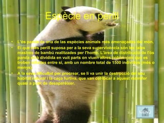 Espècie en perill
• L'ós panda és una de las espècies animals més amenaçades del món.
• El que més perill suposa per a la seva supervivència són les tales
masives de bambú realitzades per l'home. L'àrea de distribució de l'ós
panda està dividida en vuit parts on viuen altres poblacions que es
troben aïllades entre si, amb un nombre total de 1500 individus (més o
menys).
• A la seva dificultat per procrear, se li va unir la destrucció del seu
hàbitat natural i la caça furtiva, que van col·locar a aquest mamífer
quasi a punt de desaparèixer.
MENÚ
 