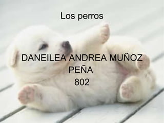 Los perros DANEILEA ANDREA MUÑOZ PEÑA  802 