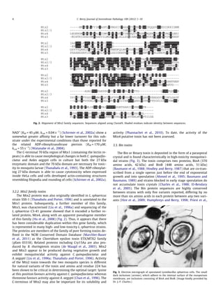 NAD+
(KM = 45 lM; kcat = 0.04 s 1
) (Schirmer et al., 2002a) show a
somewhat greater afﬁnity but a far lower turnover for this sub-
strate under the experimental conditions than those reported for
the related ADP-ribosyltransferase pierisin (KM = 170 lM;
kcat = 55 s 1
) (Watanabe et al., 2004).
The C-terminal 70 kDa region of Mtx1 (containing the lectin re-
peats) is able to cause morphological changes in both C. quinquefas-
ciatus and Aedes aegypti cells in culture but both the 27 kDa
enzymatic domain and the 70 kDa domain are necessary for toxic-
ity to mosquito larvae (Thanabalu et al., 1993). The ADP-ribosylat-
ing 27 kDa domain is able to cause cytotoxicity when expressed
inside HeLa cells and cells developed actin-containing structures
resembling ﬁlopodia and rounding of cells (Schirmer et al., 2002a).
3.2.2. Mtx2 family toxins
The Mtx2 protein was also originally identiﬁed in L. sphaericus
strain SSII-1 (Thanabalu and Porter, 1996) and is unrelated to the
Mtx1 protein. Subsequently, a further member of this family,
Mtx3, was characterised (Liu et al., 1996a) and sequencing of the
L. sphaericus C3-41 genome showed that it encoded a further re-
lated protein, Mtx4, along with an apparent pseudogene member
of this family (Hu et al., 2008) (Fig. 2). Thus, it appears that there
has been considerable duplication within this gene family, which
is represented in many high- and low-toxicity L. sphaericus strains.
The proteins are members of the family of pore forming toxins de-
ﬁned in the NCBI Conserved Domain Database (Marchler-Bauer
et al., 2011) as the Clostridium epsilon toxin ETX/MTX2 family
(pfam 03318). Related proteins including Cry15Aa are also pro-
duced by B. thuringiensis strains (de Maagd et al., 2003). Mtx2
and Mtx3 appear to be produced during vegetative growth and
exhibit mosquitocidal activity against C. quinquefasciatus and
A. aegypti (Liu et al., 1996a; Thanabalu and Porter, 1996). Activity
of the Mtx2 toxin towards the two mosquito species is different
for natural variants of the toxin and amino acid residue 224 has
been shown to be critical in determining the optimal target: lysine
at this position favours activity against C. quinquefasciatus whereas
threonine favours activity against A. aegypti (Chan et al., 1996). The
C-terminus of Mtx2 may also be important for its solubility and
activity (Phannachet et al., 2010). To date, the activity of the
Mtx4 putative toxin has not been assessed.
3.3. Bin toxins
The Bin or Binary toxin is deposited in the form of a parasporal
crystal and is found characteristically in high-toxicity mosquitoci-
dal strains (Fig. 3). The toxin comprises two proteins, BinA (370
amino acids, 42 kDa) and BinB (448 amino acids, 51 kDa)
(Baumann et al., 1988; Hindley and Berry, 1987) that are co-tran-
scribed from a single operon just before the end of exponential
growth and into sporulation (Ahmed et al., 1995; Baumann and
Baumann, 1989) and strains blocked in early stage sporulation do
not accumulate toxin crystals (Charles et al., 1988; El-Bendary
et al., 2005). The Bin protein sequences are highly conserved
between strains with only ﬁve variants reported, differing by no
more than six amino acids in each protein between any two vari-
ants (Hire et al., 2009; Humphreys and Berry, 1998; Priest et al.,
Fig. 2. Alignment of Mtx2 family sequences. Sequences aligned using ClustalX. Shaded residues indicate identity between sequences.
Fig. 3. Electron micrograph of sporulated Lysinibacillus sphaericus cells. The small
dark inclusions (arrows), which adhere to the internal surface of the exosporium
membrane, are inclusions consisting of BinA and BinB. (Image kindly provided by
Dr. J.-F. Charles.)
4 C. Berry / Journal of Invertebrate Pathology 109 (2012) 1–10
 