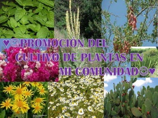 ♥PROMOCIÓN DEL  CULTIVO DE PLANTAS EN  MI COMUNIDAD♥ 
