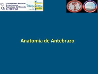 Anatomia de Antebrazo
 