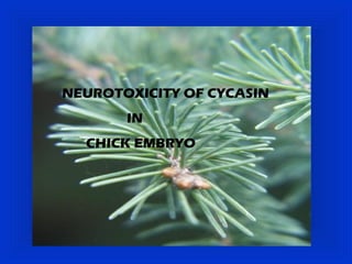 NEUROTOXICITY OF CYCASIN
       IN
  CHICK EMBRYO
 