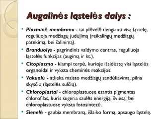 Augalinės ląstelės dalys : Plazminė membrana  - tai plėvelė dengianti visą ląstelę, reguliuoja medžiagų judėjimą (reikalingų medžiagų patekimą, bei šalinimą). Branduolys  - pagrindinis valdymo centras, reguliuoja ląstelės funkcijas (augimą ir kt.). Citoplazma  - klampi terpė, kurioje išsidėstę visi ląstelės organoidai ir vyksta cheminės reakcijos. Vakuolė  - atlieka maisto medžiagų sandėliavimą, pilna skysčio (ląstelės sulčių). Chloroplastai  - chloroplastuose esantis pigmentas chlorofilas, kuris sugeria saulės energiją, šviesą, bei chloroplastuose vyksta fotosintezė. Sienelė  - gaubia membraną, išlaiko formą, apsaugo ląstelę. 