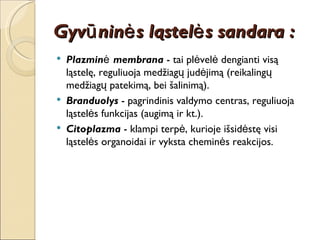 Gyvūninės ląstelės sandara : Plazminė membrana  - tai plėvelė dengianti visą ląstelę, reguliuoja medžiagų judėjimą (reikalingų medžiagų patekimą, bei šalinimą). Branduolys  - pagrindinis valdymo centras, reguliuoja ląstelės funkcijas (augimą ir kt.). Citoplazma  - klampi terpė, kurioje išsidėstę visi ląstelės organoidai ir vyksta cheminės reakcijos. 