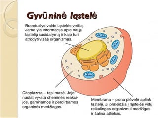 Gyvūninė ląstelė 