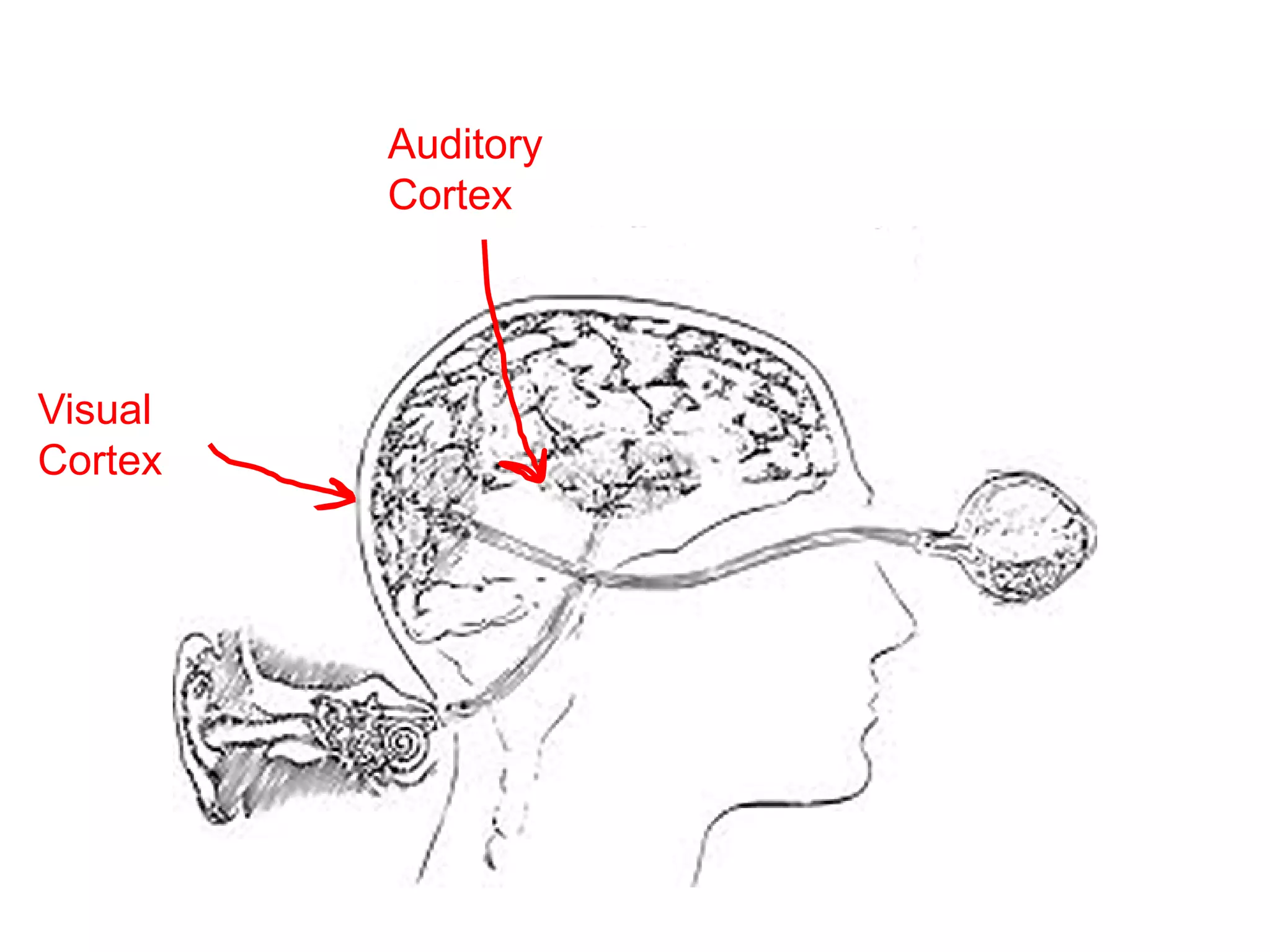 Auditory
Cortex

Visual
Cortex

 