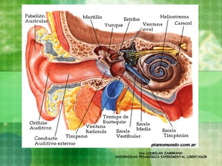 Dra LUDMILAN ZAMBRANO
UNIVERSIDAD PEDAGÓGICA EXPERIMENTAL LIBERTADOR
 