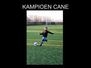 KAMPIOEN CANE 