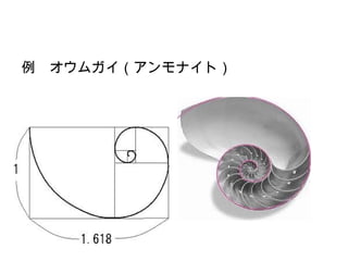 　
例　オウムガイ（アンモナイト）
 