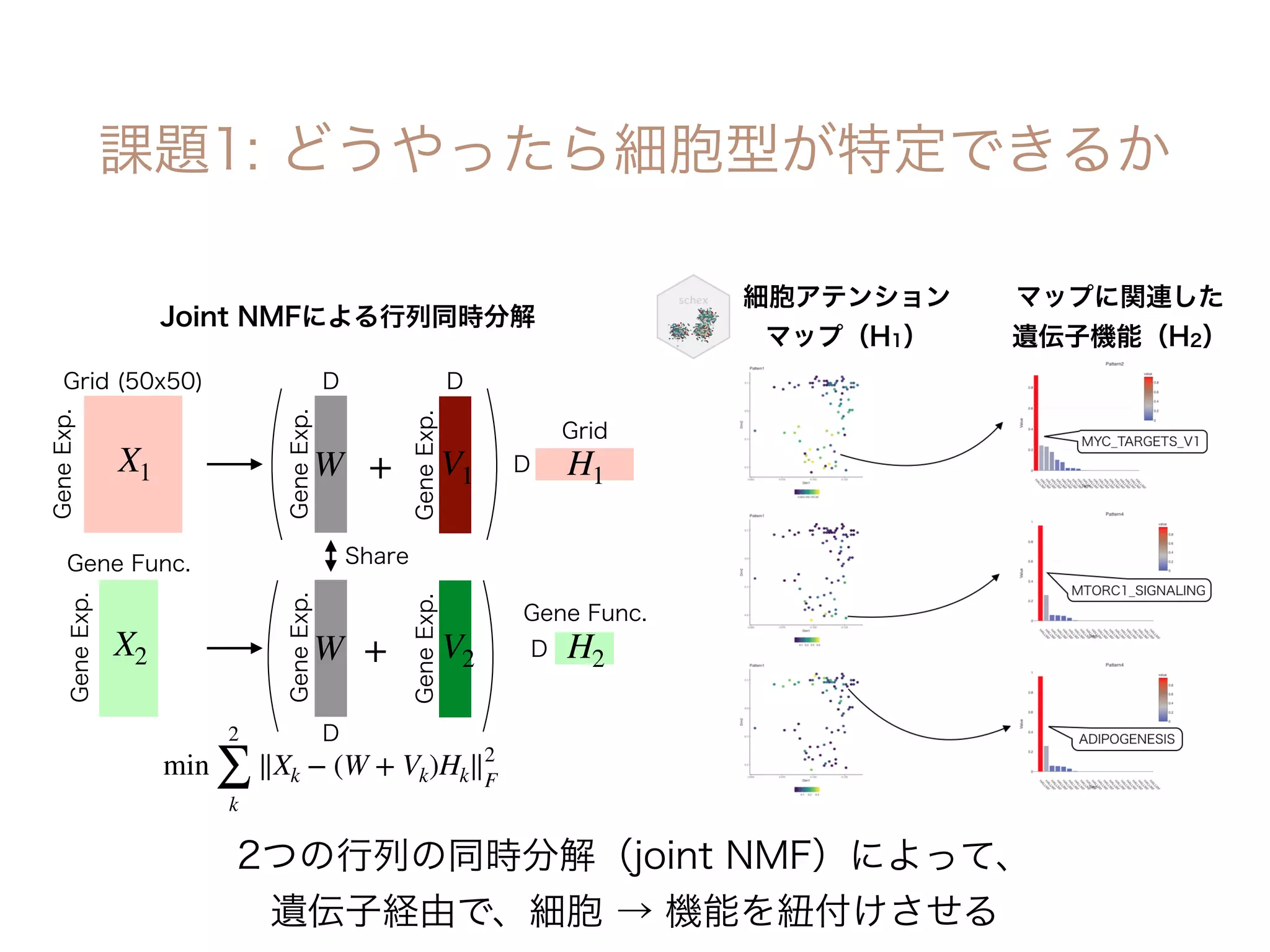 min
2
∑
k
∥Xk − (W + Vk)Hk∥2
F
X1
X2 W
W H1
H2
V1
V2