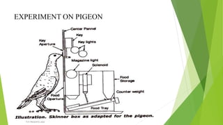 EXPERIMENT ON PIGEON
TCP PRESENTO-2020
 
