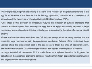 •A key signal resulting from the binding of a sperm to its receptor on the plasma membrane of the
egg is an increase in the level of Ca2+in the egg cytoplasm, probably as a consequence of
stimulation of the hydrolysis of phosphatidylinositol4,5-bisphosphate (PIP2).
•One effect of this elevation in intracellular Ca2+is the induction of surface alterations that
prevent additional sperm from entering the egg. Because eggs are usually exposed to large
numbers of sperm at one time, this is a critical event in ensuring the formation of a normal diploid
embryo.
•These surface alterations result from the Ca2+-induced exocytosis of secretory vesicles that are
present in large numbers beneath the egg plasma membrane. Release of the contents of these
vesicles alters the extracellular coat of the egg so as to block the entry of additional sperm.
The increase in cytosolic Ca2+following fertilization also signals the completion of meiosis.
•In eggs arrested at metaphase II, the metaphase to anaphase transition is triggered by
activation of the anaphase-promoting complex, resulting from Ca2+-dependent phosphorylation
and degradation of an inhibitory protein.
 