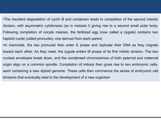 •The resultant degradation of cyclin B and condensin leads to completion of the second meiotic
division, with asymmetric cytokinesis (as in meiosis I) giving rise to a second small polar body.
Following completion of oocyte meiosis, the fertilized egg (now called a zygote) contains two
haploid nuclei (called pronuclei), one derived from each parent.
•In mammals, the two pronuclei then enter S phase and replicate their DNA as they migrate
toward each other. As they meet, the zygote enters M phase of its first mitotic division. The two
nuclear envelopes break down, and the condensed chromosomes of both paternal and maternal
origin align on a common spindle. Completion of mitosis then gives rise to two embryonic cells,
each containing a new diploid genome. These cells then commence the series of embryonic cell
divisions that eventually lead to the development of a new organism
 