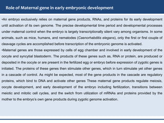 •An embryo exclusively relies on maternal gene products, RNAs, and proteins for its early development
until activation of its own genome. The precise developmental time period and developmental processes
under maternal control when the embryo is largely transcriptionally silent vary among organisms. In some
animals, such as mice, humans, and nematodes (Caenorhabditis elegans), only the first or first couple of
cleavage cycles are accomplished before transcription of the embryonic genome is activated.
•Maternal genes are those expressed by cells of egg chamber and involved in early development of the
oocyte and syncytial blastoderm. The products of these genes such as, RNA or protein, are produced or
deposited in the oocyte or are present in the fertilized egg or embryo before expression of zygotic genes is
initiated. The proteins of these genes then stimulate other genes, which in turn stimulate yet other genes
in a cascade of control. As might be expected, most of the gene products in the cascade are regulatory
proteins, which bind to DNA and activate other genes These maternal gene products regulate meiosis,
oocyte development, and early development of the embryo including fertilization, transitions between
meiotic and mitotic cell cycles, and the switch from utilization of mRNAs and proteins provided by the
mother to the embryo’s own gene products during zygotic genome activation.
Role of Maternal gene in early embryonic development
 