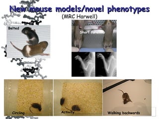 Phenotype Mouse Example Introduction to Mouse genetic model second | PPT