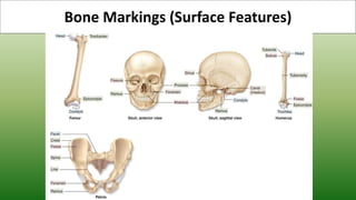 Bone Markings (Surface Features)
 