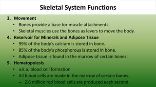 Skeletal System Functions
3. Movement
• Bones provide a base for muscle attachments.
• Skeletal muscles use the bones as levers to move the body.
4. Reservoir for Minerals and Adipose Tissue
• 99% of the body’s calcium is stored in bone.
• 85% of the body’s phosphorous is stored in bone.
• Adipose tissue is found in the marrow of certain bones.
5. Hematopoiesis
• a.k.a. blood cell formation
• All blood cells are made in the marrow of certain bones.
– 2.6 million red blood cells are produced each second.
 