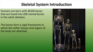 Humans are born with @306 bones
that are fused into 206 named bones
in the adult skeleton.
The bones form a rigid framework to
which the softer tissues and organs of
the body are attached.
Skeletal System Introduction
 