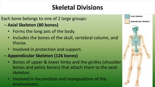 Each bone belongs to one of 2 large groups:
– Axial Skeleton (80 bones)
• Forms the long axis of the body.
• Includes the bones of the skull, vertebral column, and
thorax.
• Involved in protection and support.
– Appendicular Skeleton (126 bones)
• Bones of upper & lower limbs and the girdles (shoulder
bones and pelvic bones) that attach them to the axial
skeleton.
• Involved in locomotion and manipulation of the
environment.
Skeletal Divisions
 