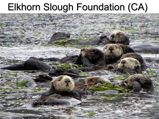 Elkhorn Slough Foundation (CA) 
 
