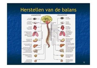 Herstellen van de balans




                           12
 