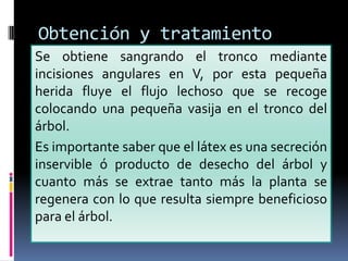 Obtención y tratamiento
Se obtiene sangrando el tronco mediante
incisiones angulares en V, por esta pequeña
herida fluye el flujo lechoso que se recoge
colocando una pequeña vasija en el tronco del
árbol.
Es importante saber que el látex es una secreción
inservible ó producto de desecho del árbol y
cuanto más se extrae tanto más la planta se
regenera con lo que resulta siempre beneficioso
para el árbol.
 