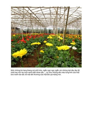 Nhớ những lúc lang thang nơi phố chợ, ngẩn ngơ ngơ ngẩn với những trẹt dâu tây đỏ
chót hay mớ rau tươi xanh biếc khoe sắc..., cứ như những sắc màu lung linh của một
bức tranh đa sắc về một đời thường của một Đà Lạt mộng mơ.
 