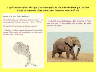 I aquí ens ha explicat els tipus d’elefants que hi ha. Us hi havíeu fixat que l’elefant africà de la sabana té les orelles amb forma del mapa d’Àfica? 